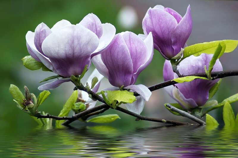 Purple Magnolia Flowers — Serene, Spring