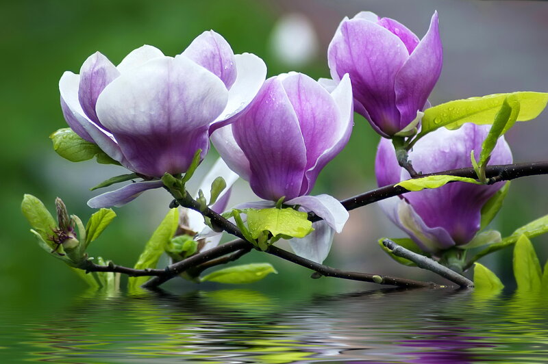 Purple Magnolia Flowers — Serene
