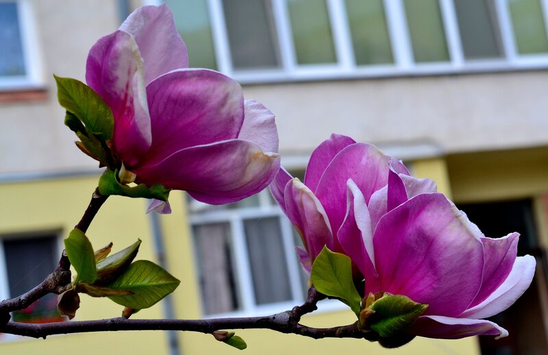Purple Magnolia Flowers