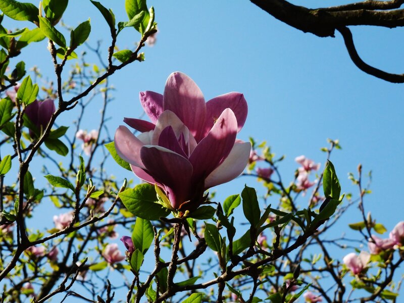 Purple magnolia in bloom
