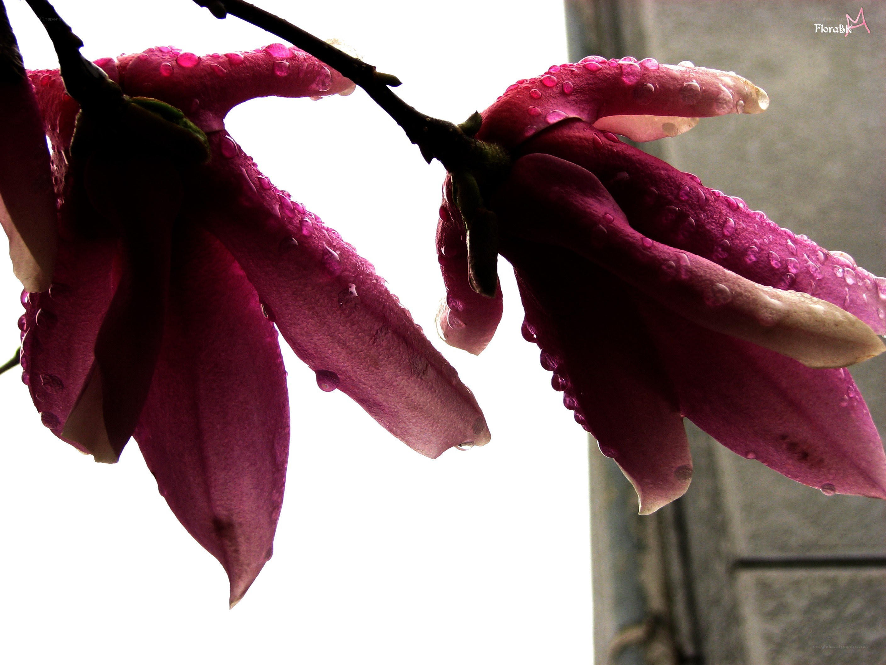 Purple magnolia with raindrops