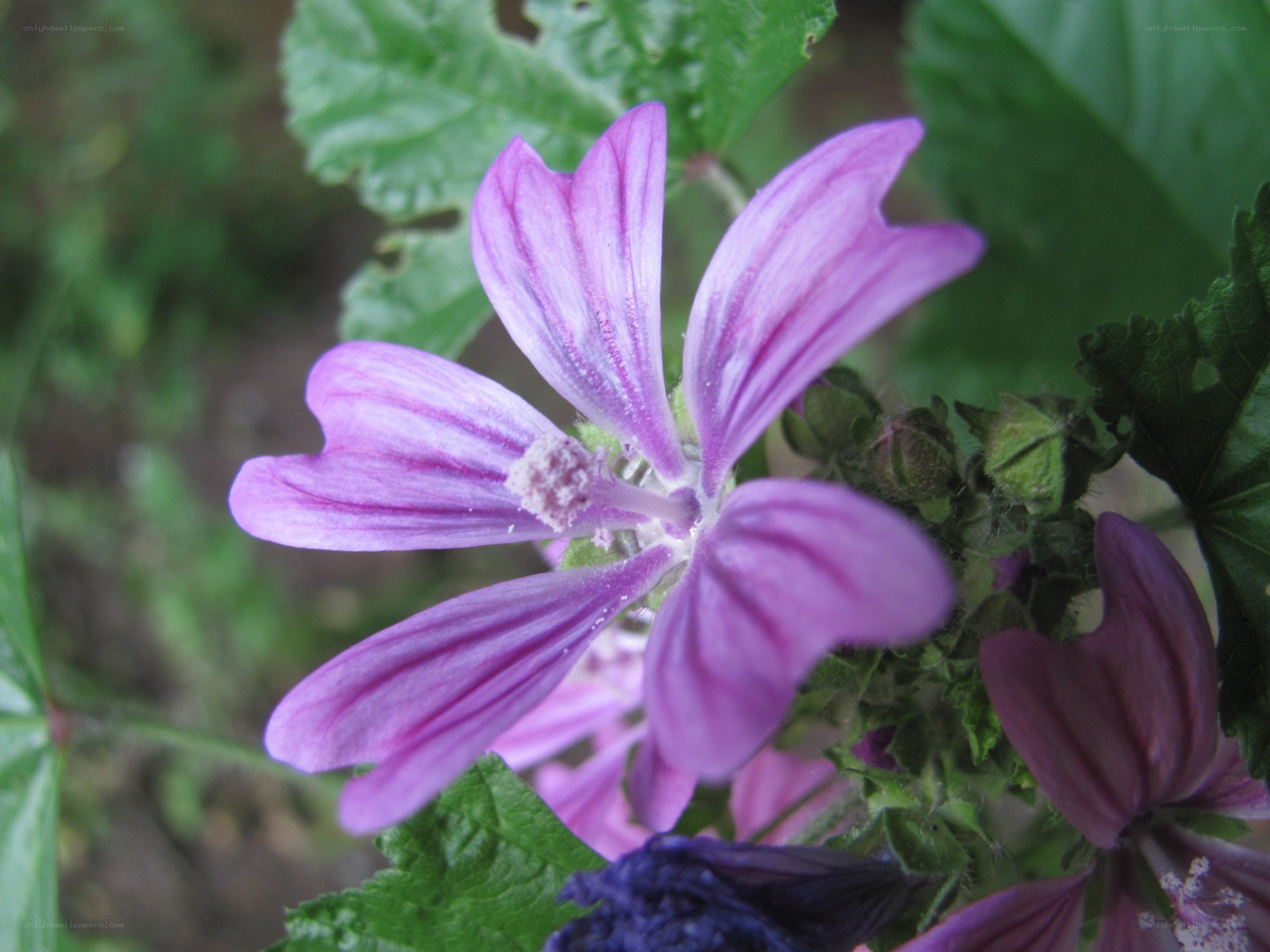 purple mallow flower close-up