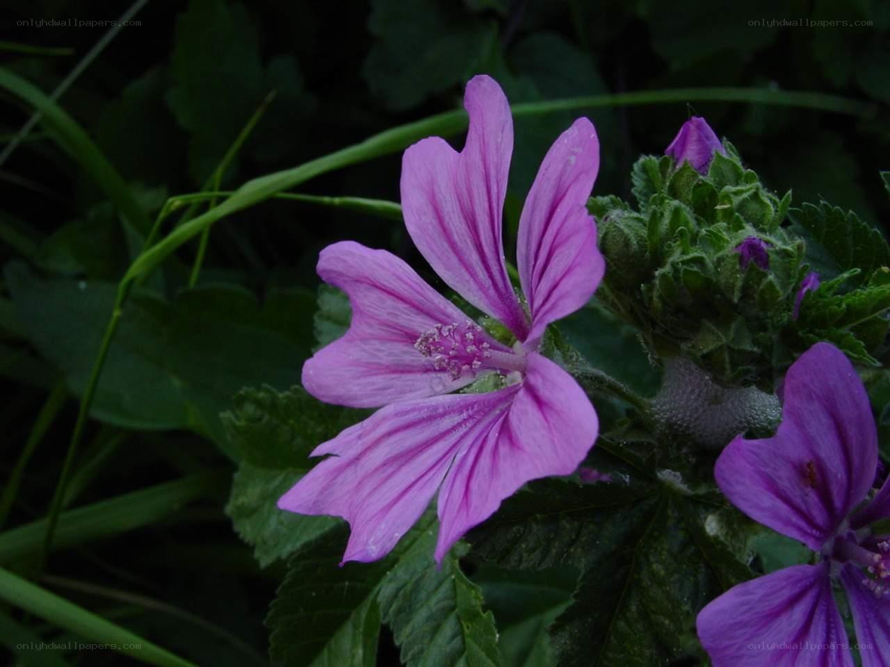 purple mallow flower in garden