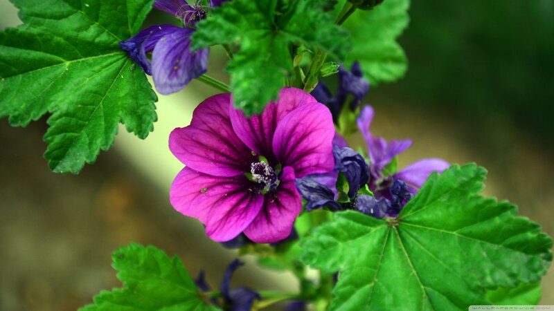 Purple Mallow Flower — Natural