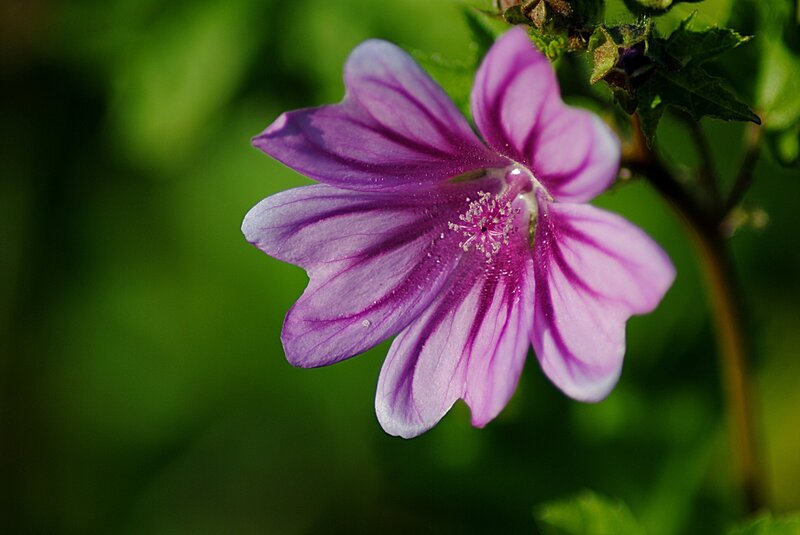 Purple Mallow Flower
