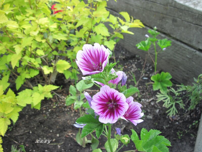Purple Mallow Flowers — Calm, Afternoon