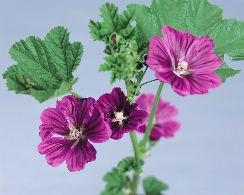 Purple Mallow Flowers — Calm