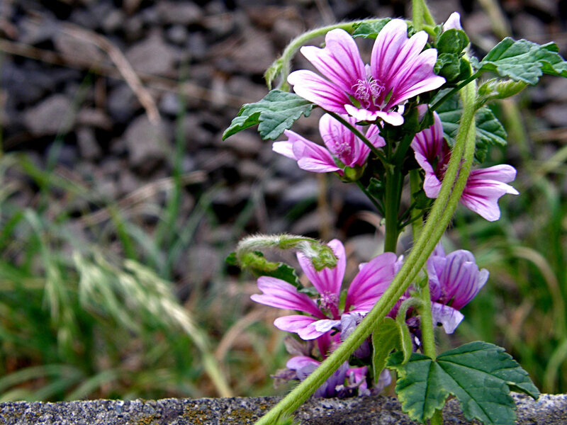 purple mallow flowers in bloom