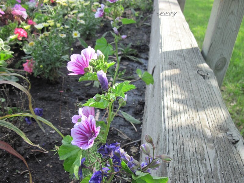 Purple Mallow Flowers — Serene