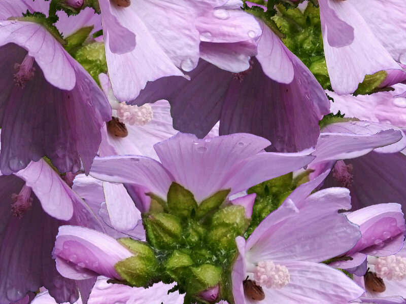 Purple Mallow Flowers