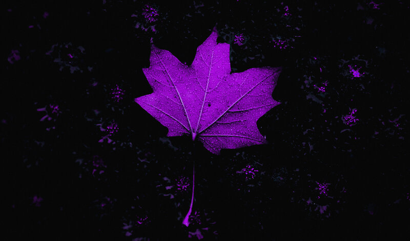 Purple Maple Leaf — Dramatic, Night