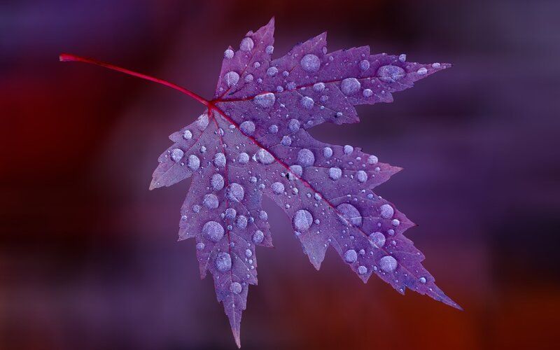 Purple Maple Leaf