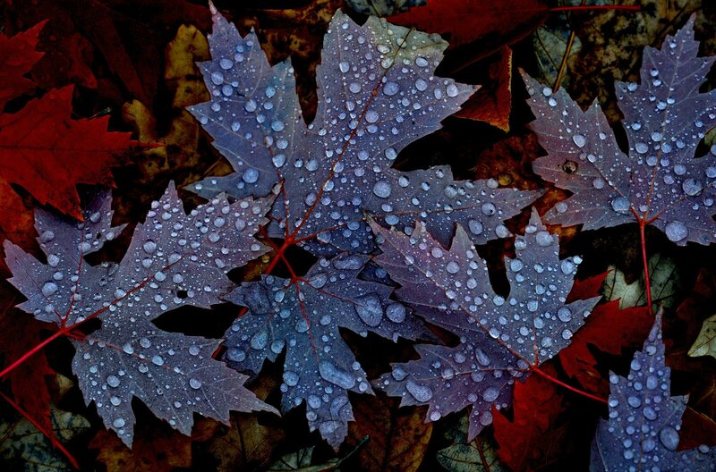 Purple Maple Leaves — Dramatic