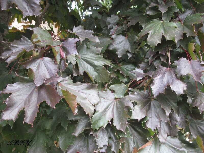 Purple Maple Leaves — Green