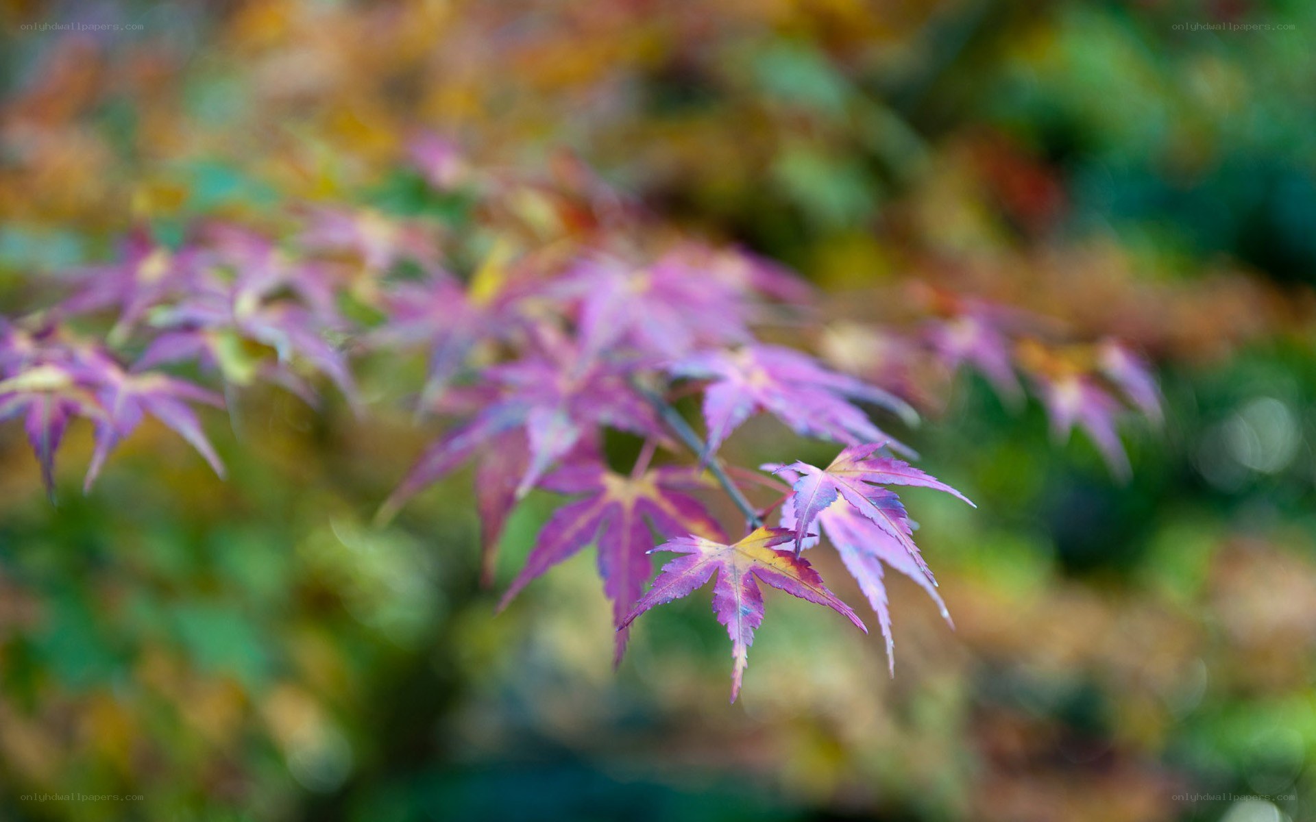 purple maple leaves in autumn
