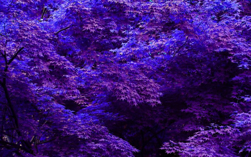 Purple Maple Leaves