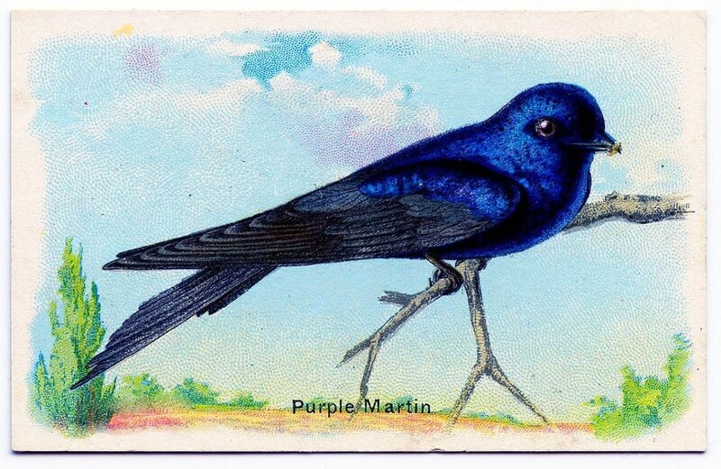 Purple Martin Bird