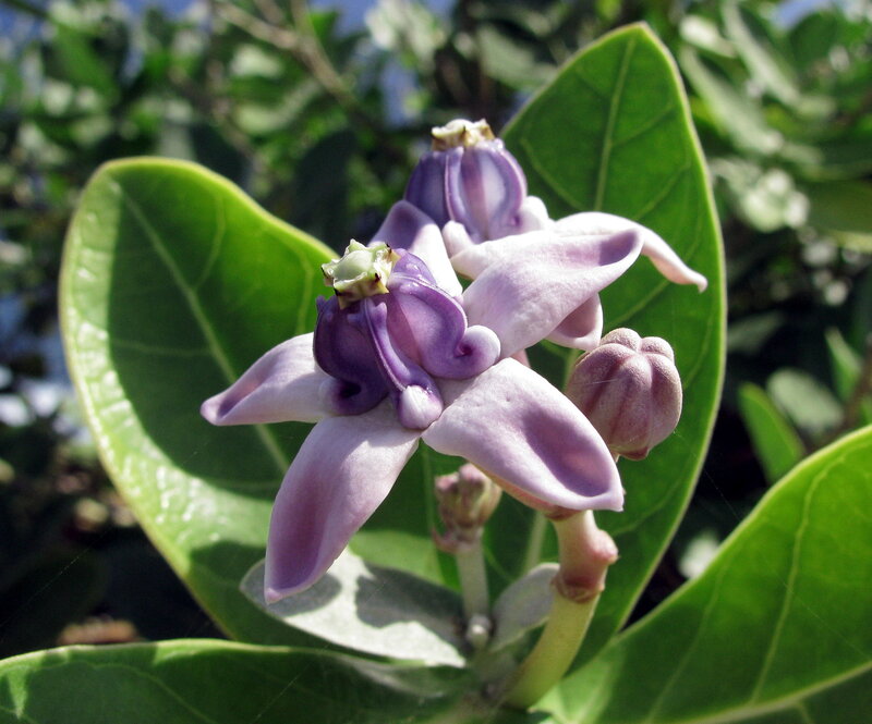 Purple Milkweed Flower