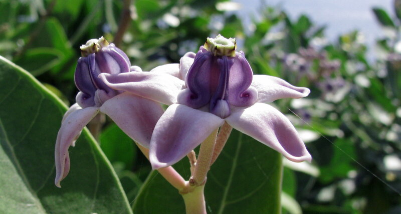 Purple Milkweed Flowers