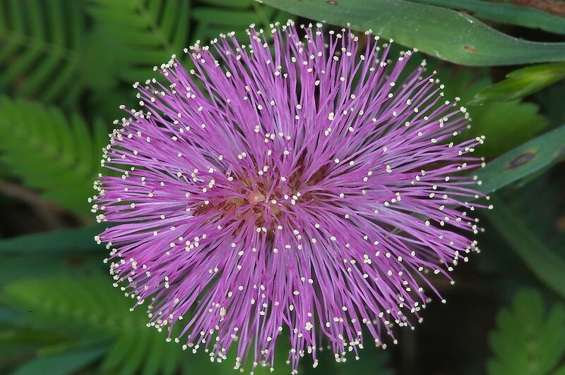 Purple Mimosa Flower — Calm