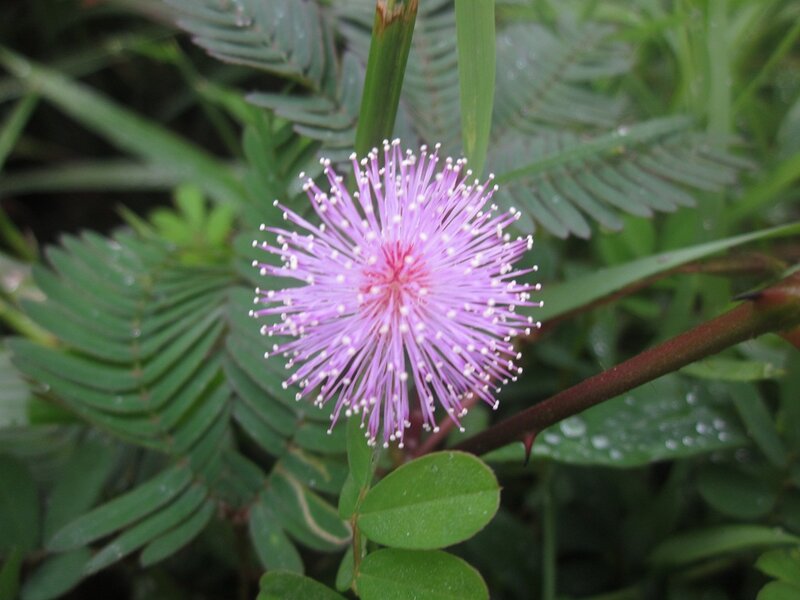 Purple Mimosa Flower — Natural