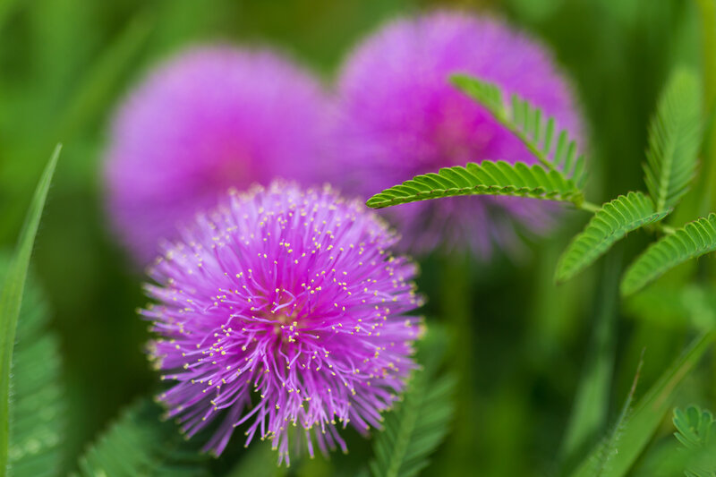 Purple Mimosa Flower — Serene