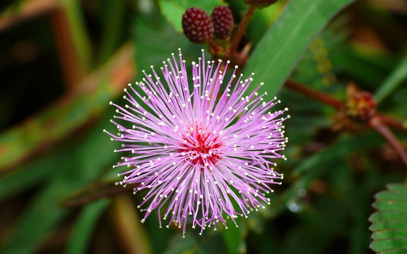 Purple mimosa flower
