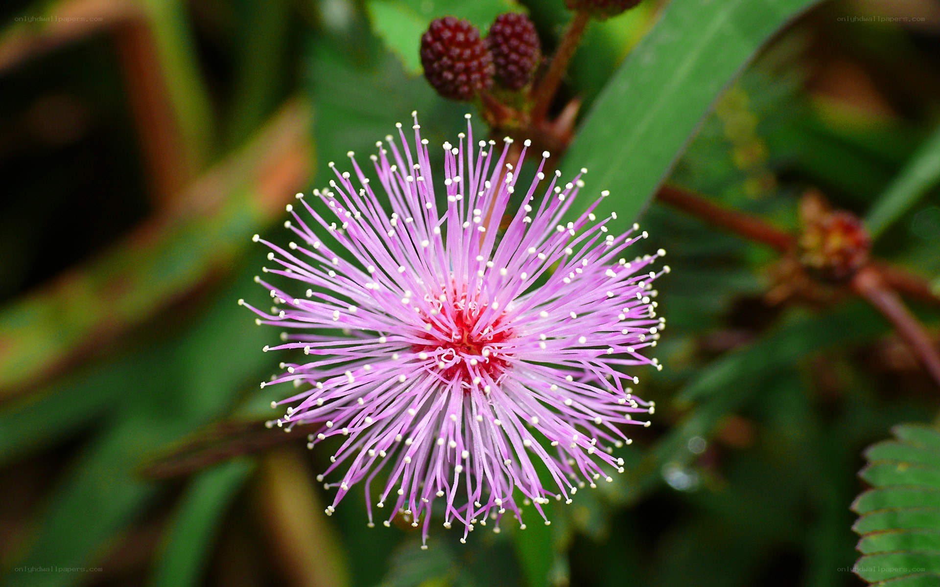 Purple mimosa flower