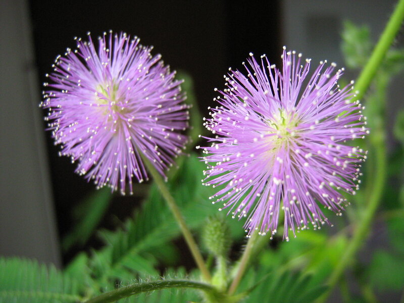Purple mimosa flowers in bloom