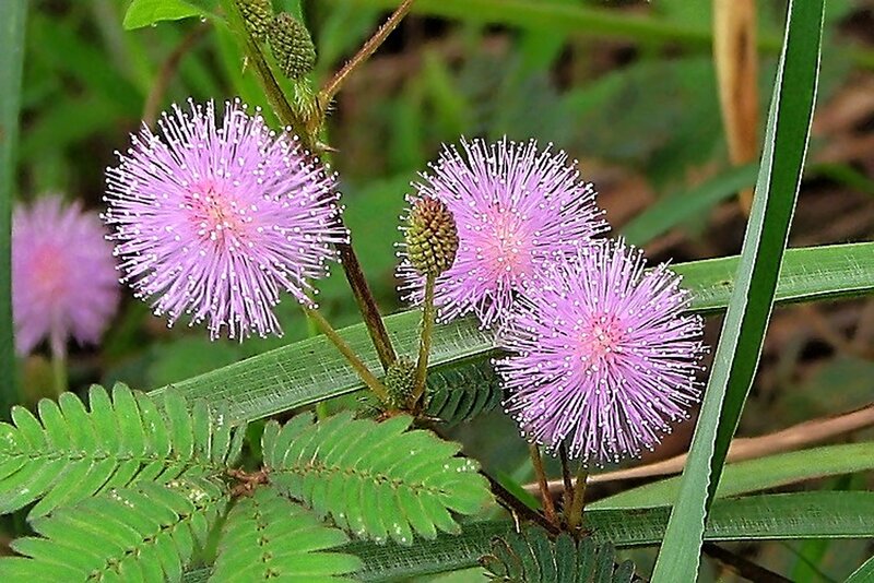 Purple Mimosa Flowers