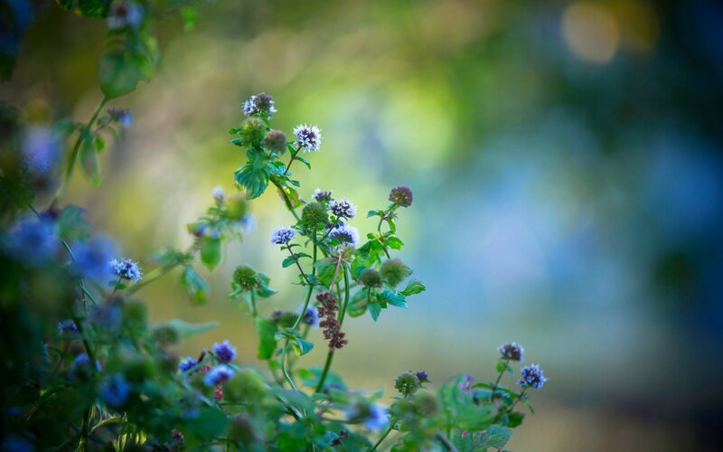 Purple Mint Flowers