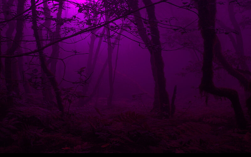 purple misty forest