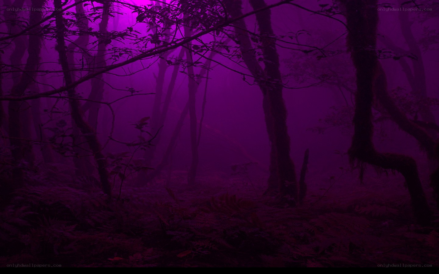 purple misty forest