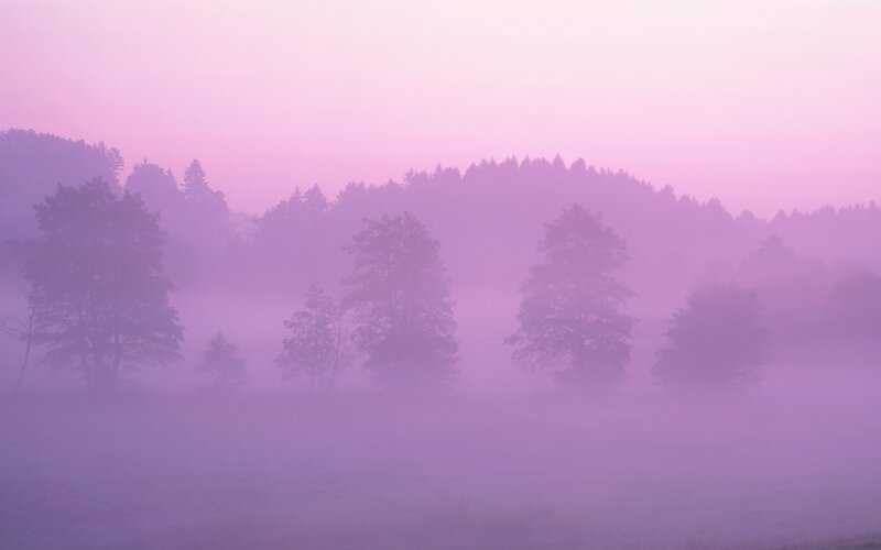 Purple misty forest at dawn