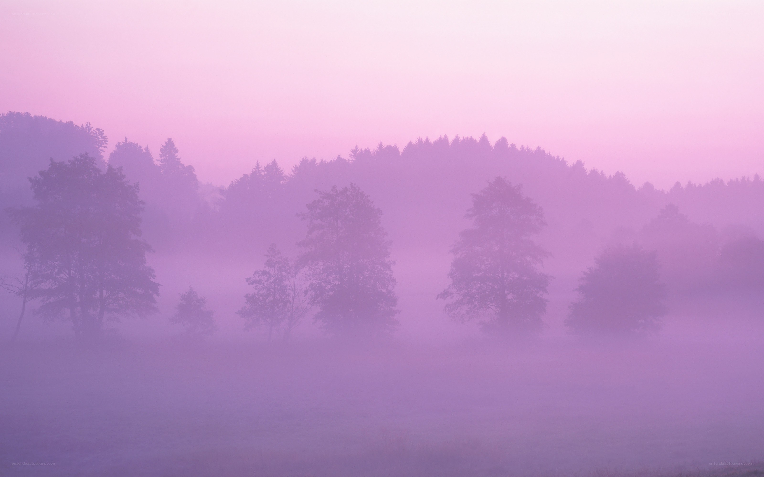 Purple misty forest at dawn