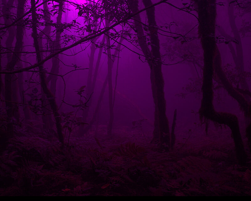 Purple misty forest