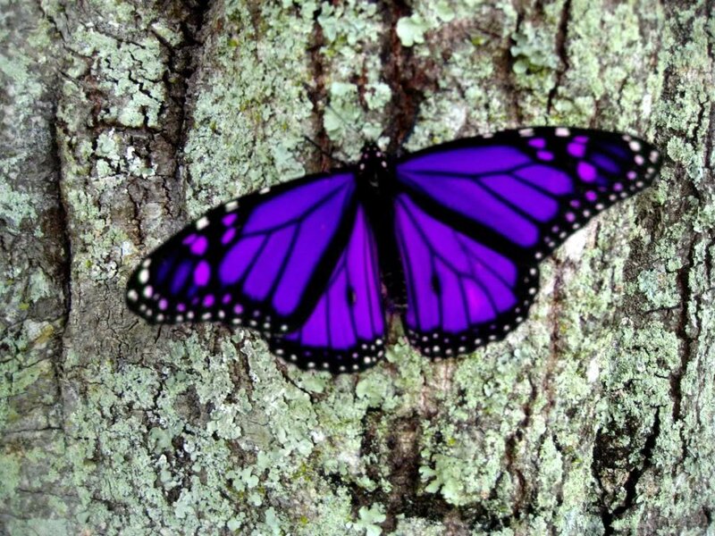 Purple Monarch Butterfly