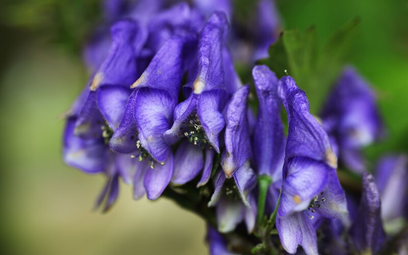 purple monkshood flowers