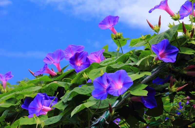 Purple Morning Glories — Blue