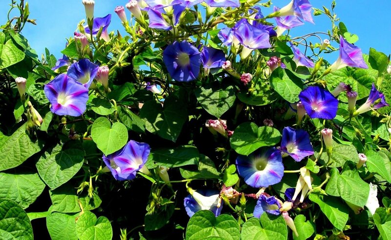 Purple Morning Glories — Bright