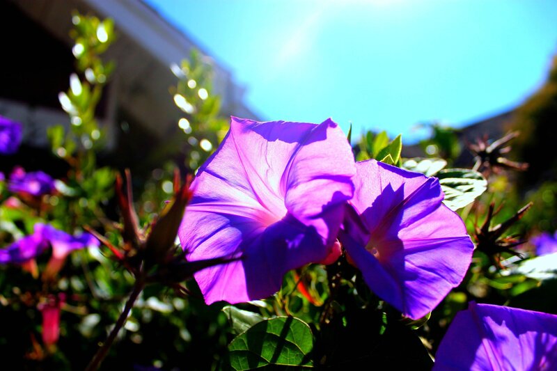 Purple morning glories in sunlight