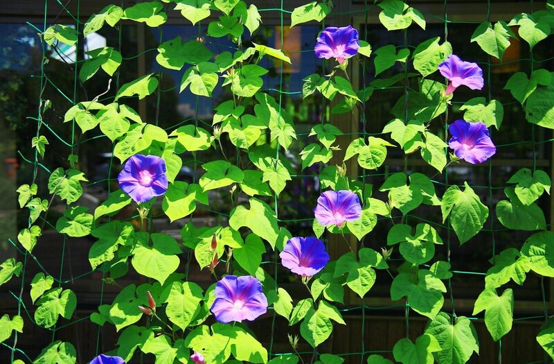 Purple morning glories on a trellis