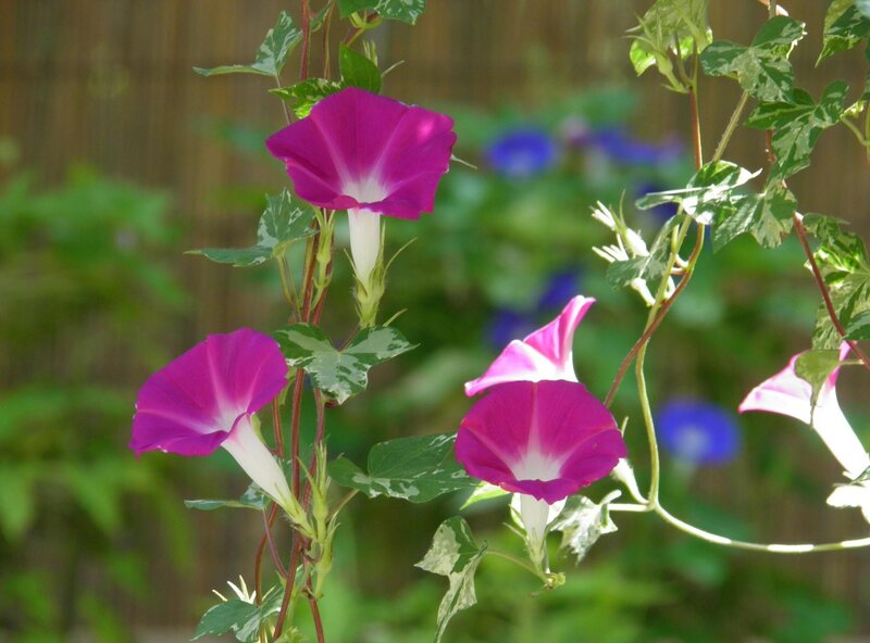 Purple Morning Glories — Serene