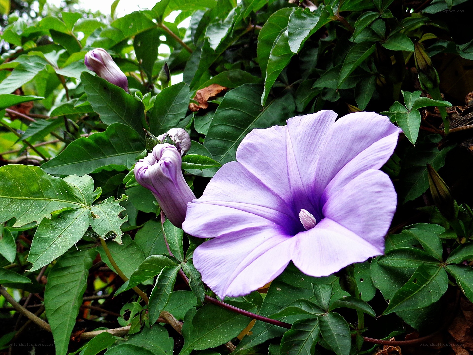 Purple morning glory flower