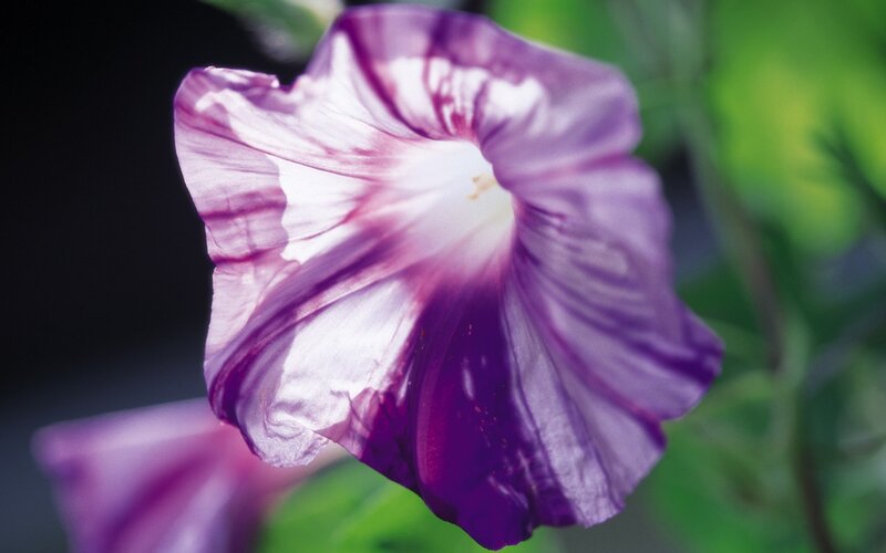 purple morning glory flower