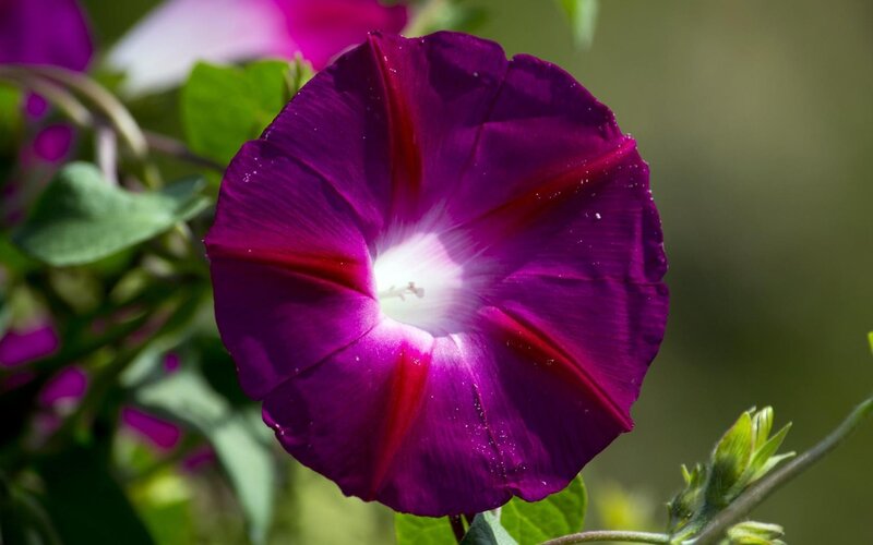 purple morning glory flower