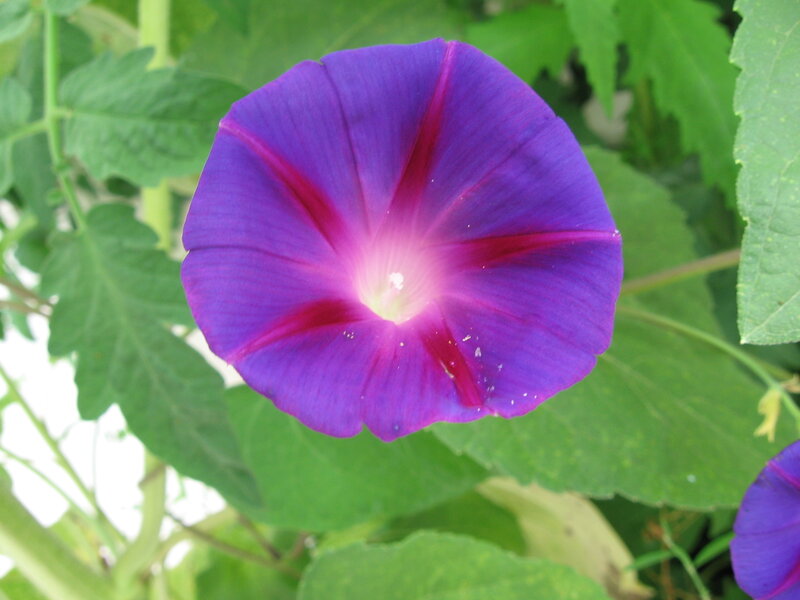 purple morning glory flower