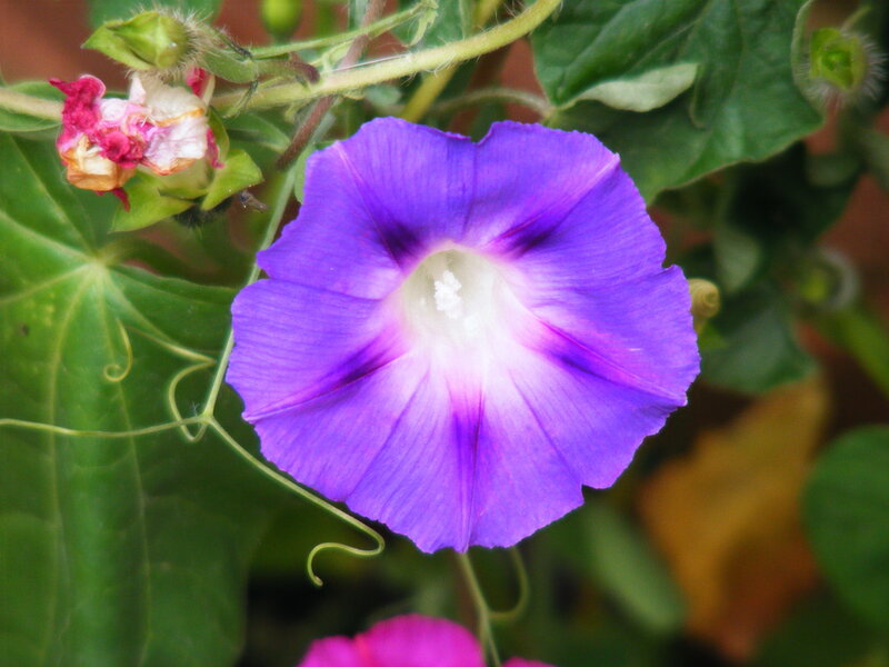 Purple morning glory flower