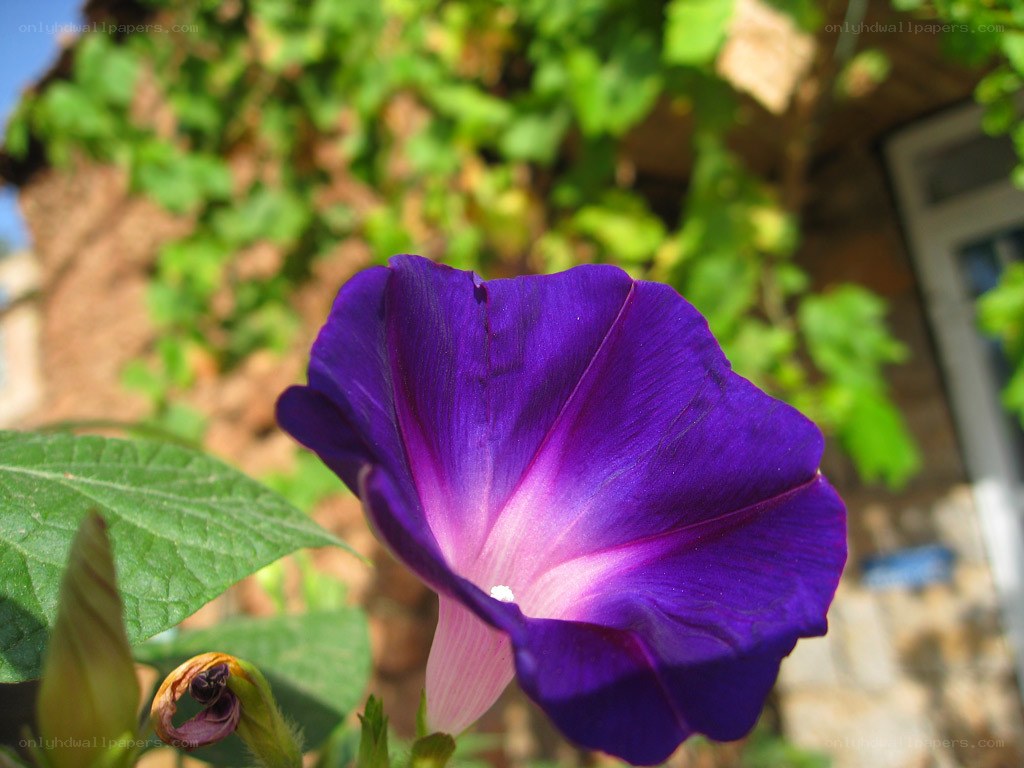 Purple morning glory flower