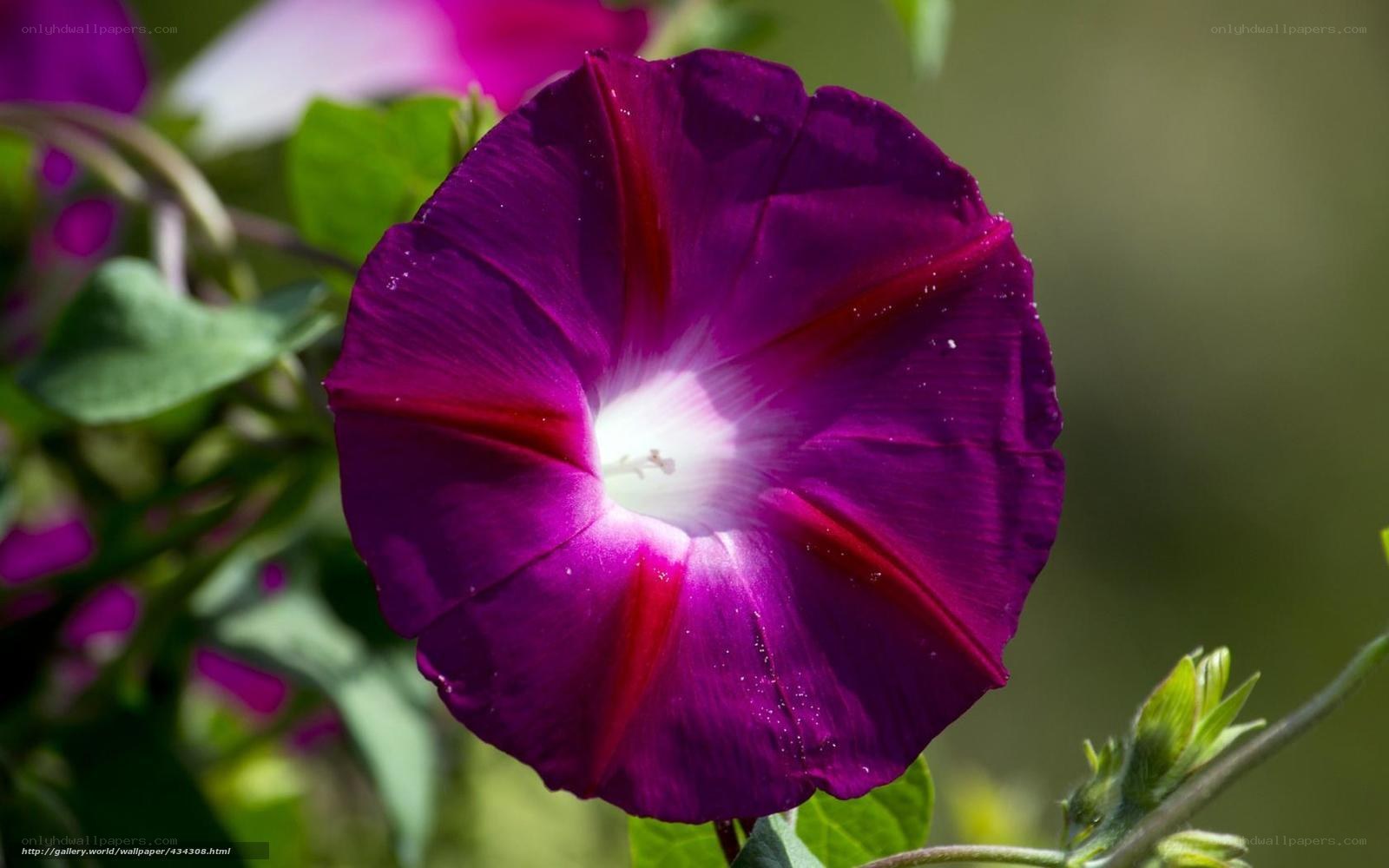 Purple morning glory flower
